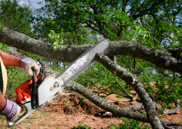 Best Tree Disease Treatment  in White Hall, AR